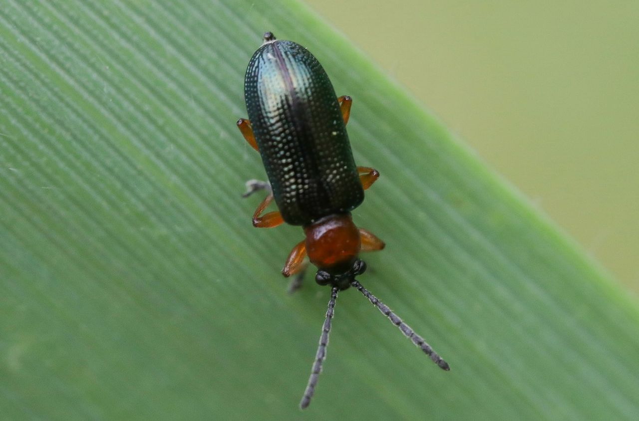 Chrysomelidae - Oulema sp.